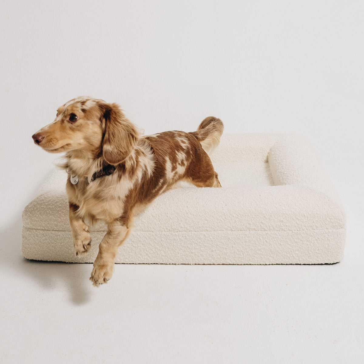 A dapple dachshund jumping off a cream bouclé Mello bolster dog bed