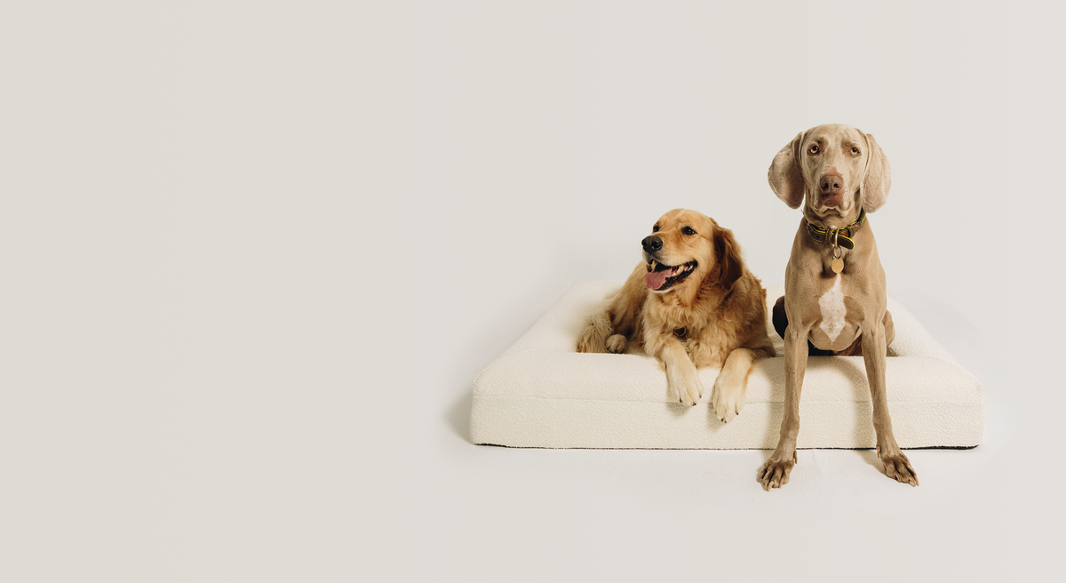 Two dogs sitting on a cream bolstered dog bed by Mello