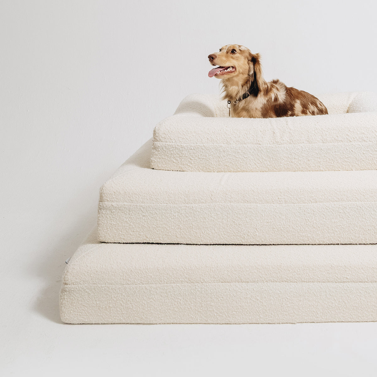A dapple dachshund sitting on a stack of three cream bouclé Mello bolster dog beds