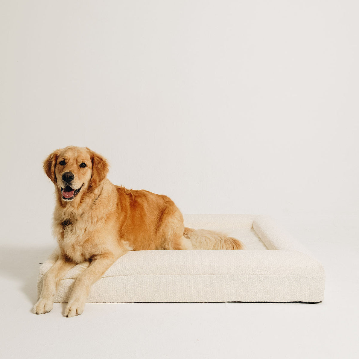 A happy golden retriever resting on a large cream bouclé orthopedic bolster dog bed by Mello