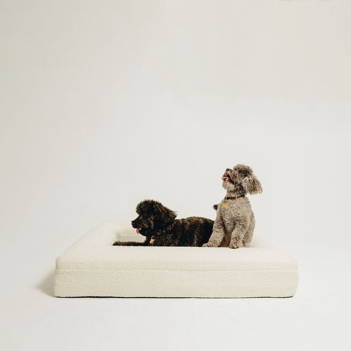 Two small poodle mix dogs sitting together on a large cream bouclé bolster pet bed by Mello