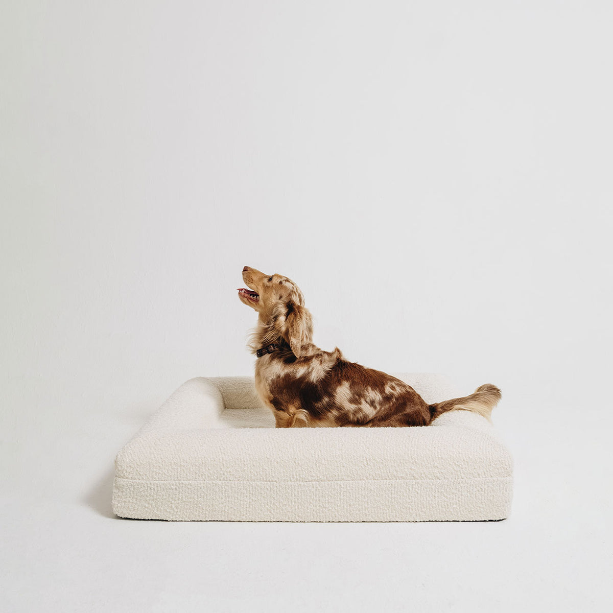 A long-haired dapple dachshund sitting and looking up inside a large cream bouclé bolster pet bed by Mello
