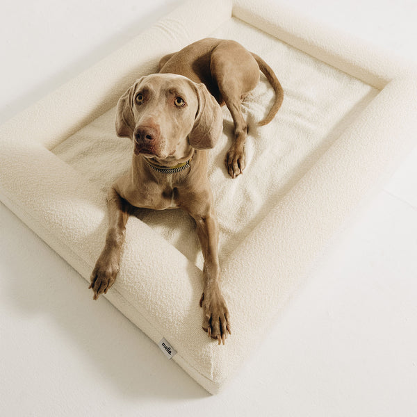 Overhead view of a Weimaraner dog looking up from a cream bouclé Mello bolster dog bed