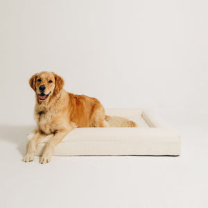 A happy golden retriever resting on a large cream bouclé orthopaedic bolster dog bed by Mello