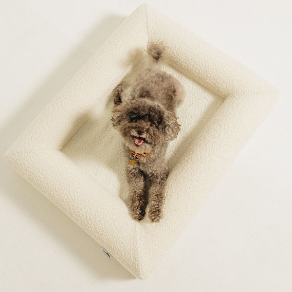 Overhead view of a happy grey toy poodle lying on a cream bouclé Mello bolster dog bed