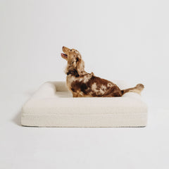 A dapple dachshund looking up inside a cream bouclé Mello bolster dog bed