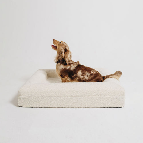 A dapple dachshund looking up inside a cream bouclé Mello bolster dog bed